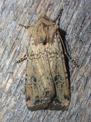 Euxoa ochrogaster