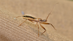 Fitchia aptera