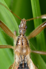 Fitchia aptera