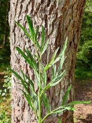 Cicuta virosa