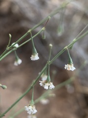 Eriogonum cernuum