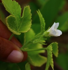 Hibiscus lobatus