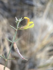 Acmispon wrightii