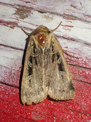 Pseudohermonassa flavotincta