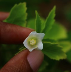 Hibiscus lobatus