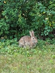 Sylvilagus floridanus