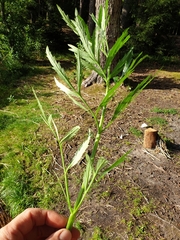 Cicuta virosa