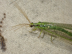 Nineta gravida