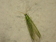 Nineta gravida
