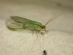 Nineta gravida