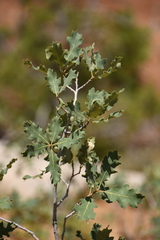 Quercus welshii
