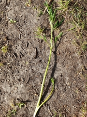 Cicuta virosa
