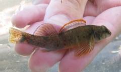 Etheostoma variatum
