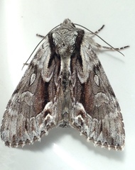 Hyppa contrasta