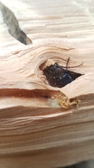 Semanotus amethystinus