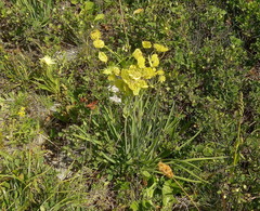 Bupleurum stellatum