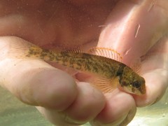 Etheostoma variatum