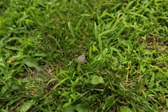 Satyrium caryaevorus