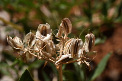 Lomatium latilobum