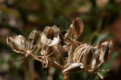 Lomatium latilobum