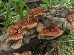 Inonotus fulvomelleus