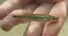 Notropis rubellus