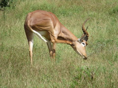 Hunter's Hartebeest photo 5