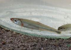 Notropis rubellus