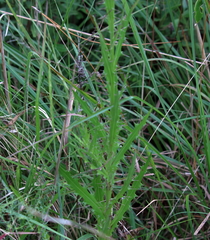 Cirsium lecontei
