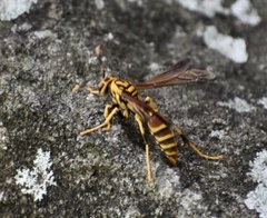 Polistes cubensis