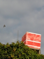 Campylorhynchus brunneicapillus