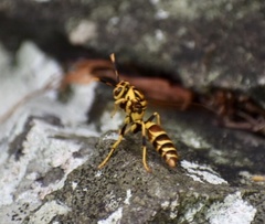 Polistes cubensis