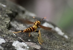 Polistes cubensis