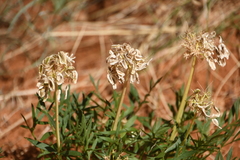 Lomatium latilobum