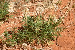 Lomatium latilobum