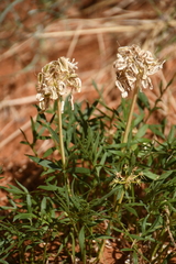 Lomatium latilobum
