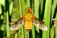 Chrysanthrax edititius