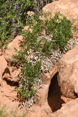 Lomatium latilobum