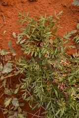 Lomatium latilobum
