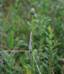 Cirsium lecontei