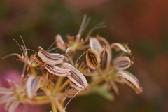 Lomatium latilobum
