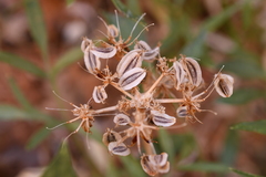 Lomatium latilobum