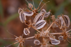 Lomatium latilobum