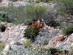 Aloe comptonii