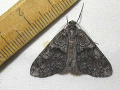 Galenara