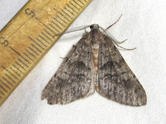 Galenara