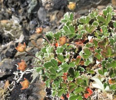 Potentilla × villosula