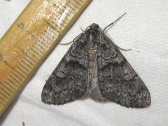 Galenara