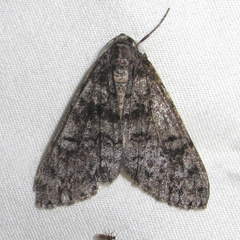 Galenara