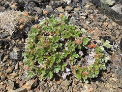 Potentilla × villosula